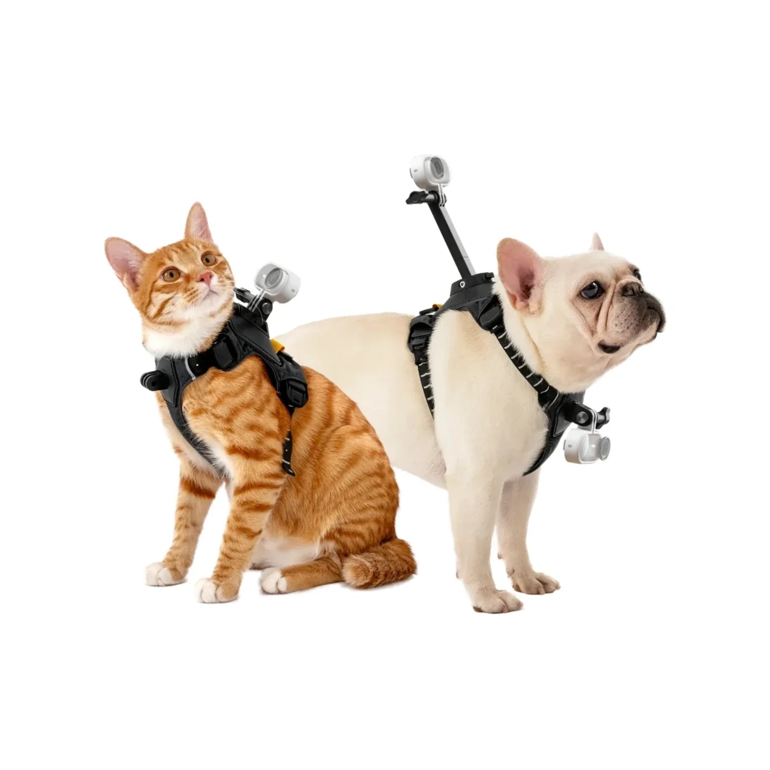 Dog and Cat Harnesses