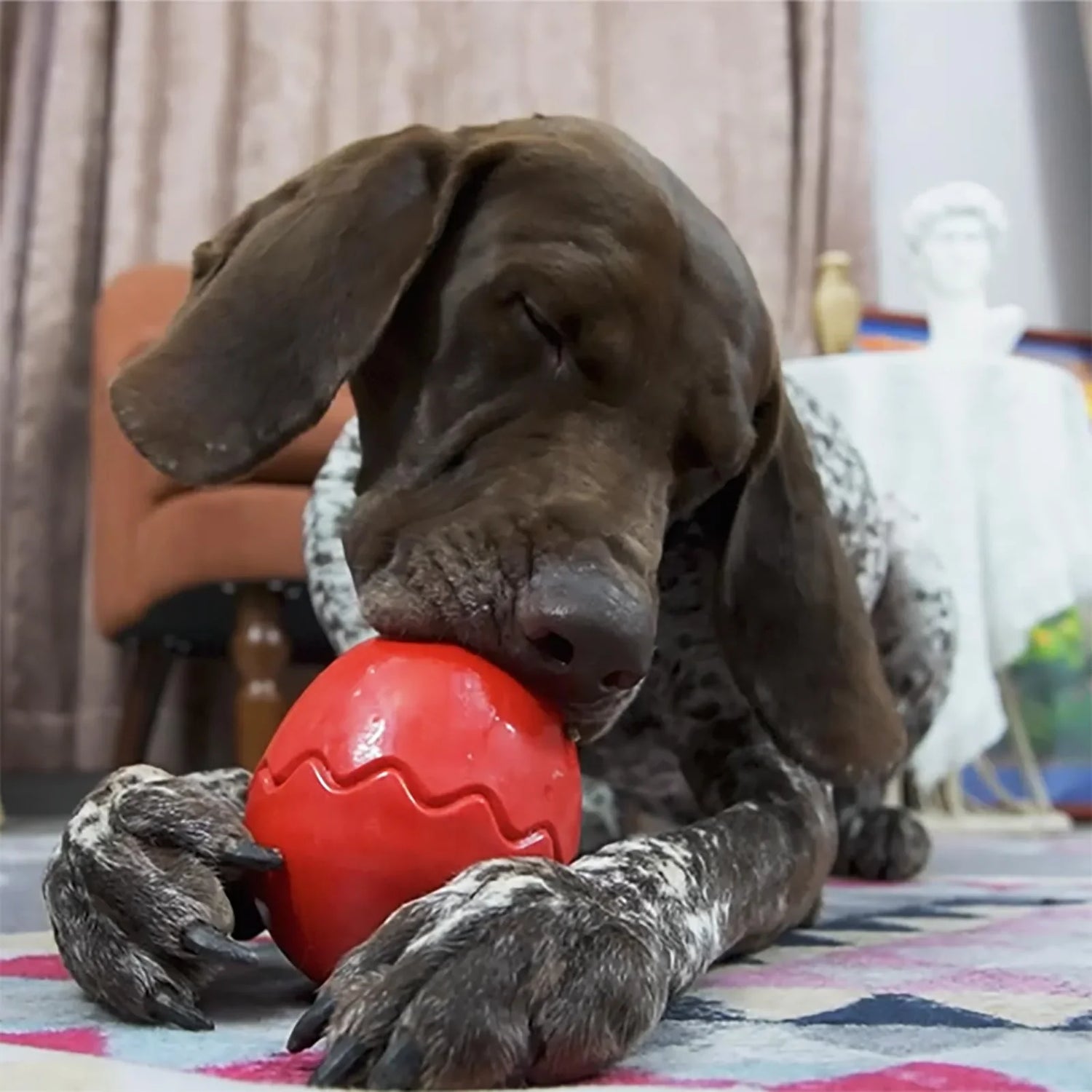 Chew Toys