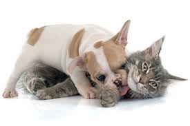 Dog and Cat Dental Health